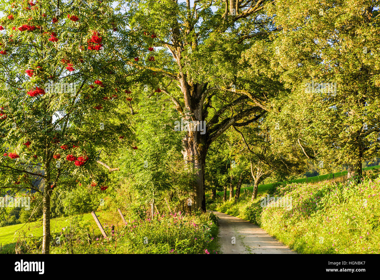 NP Forêt bavaroise, frais du paysage forestier, parc national, où le monde est encore dans l'ordre, location, vacances, loisirs, arbres Banque D'Images