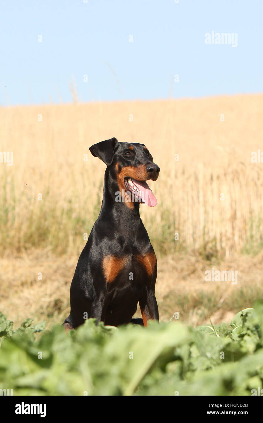 Dobermann (chien avec les oreilles naturelles / natural queue) noir et feu des profils assis dans une prairie à herbes hautes herbes Banque D'Images