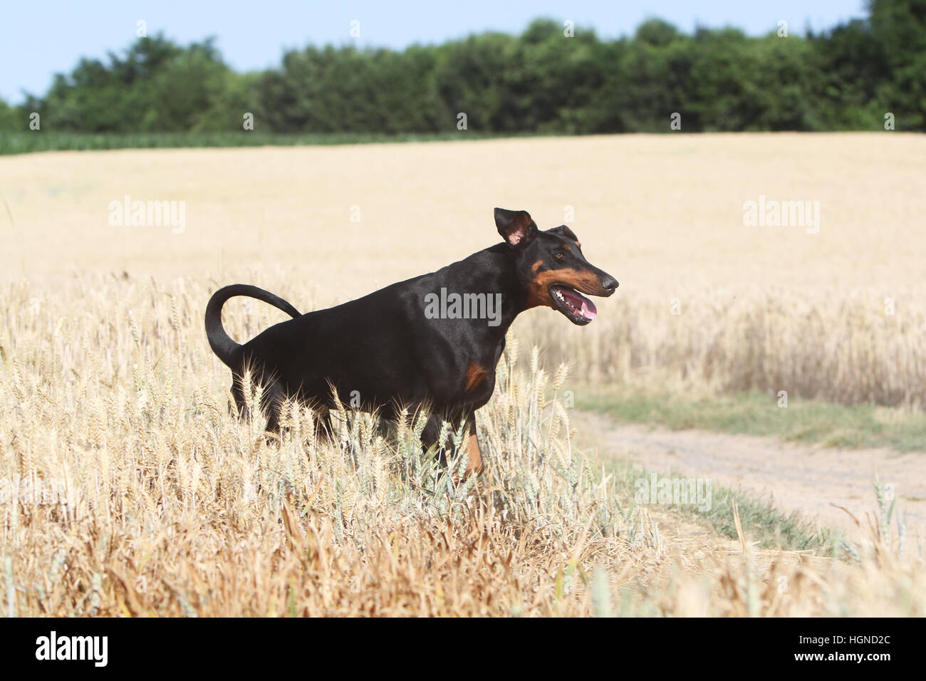 / Dobermann chien Dobermann (oreilles naturelles) des profils d'exécution profil noir et feu Banque D'Images