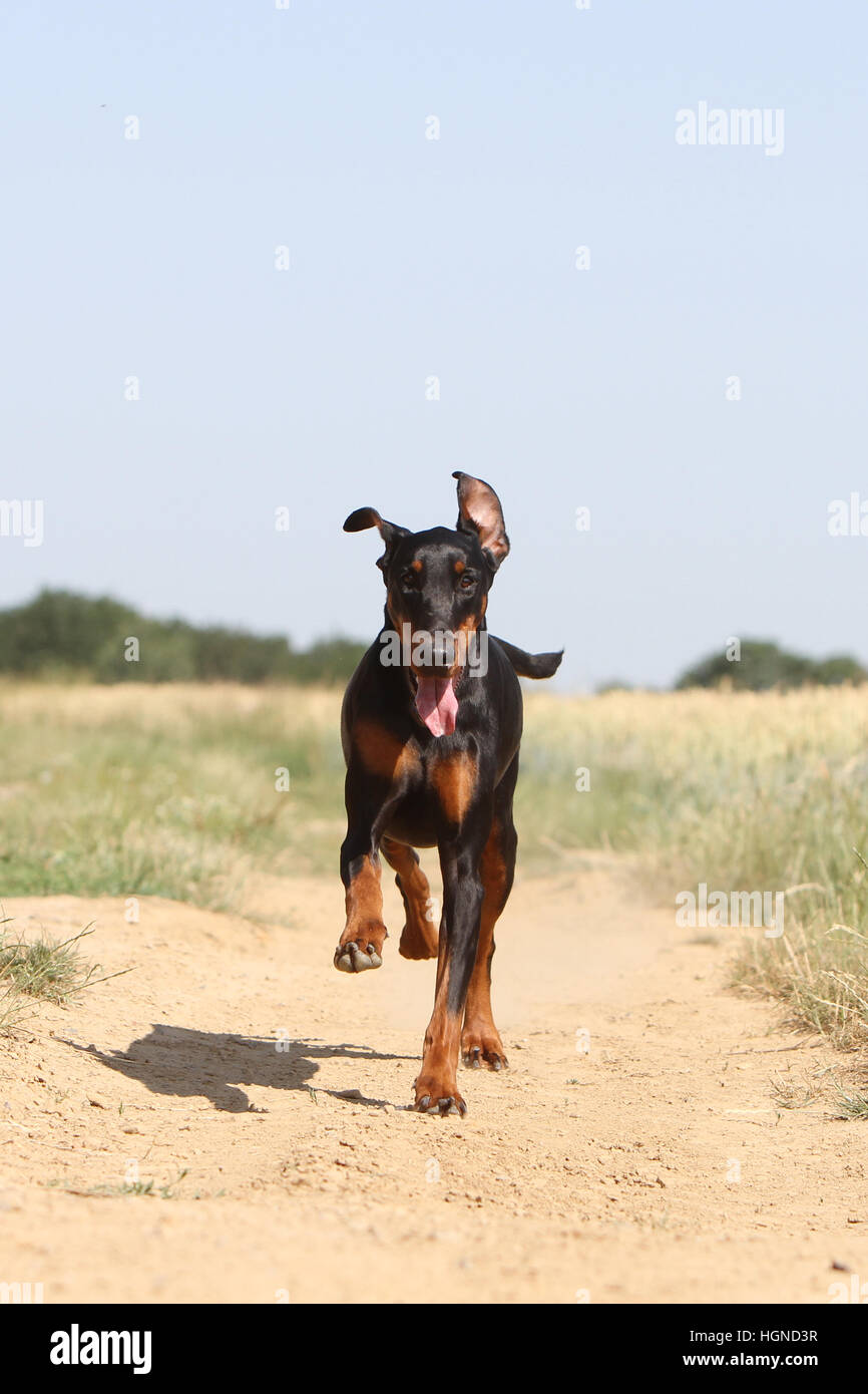 / Dobermann chien Dobermann (oreilles naturelles) des profils d'exécution noir et feu Banque D'Images