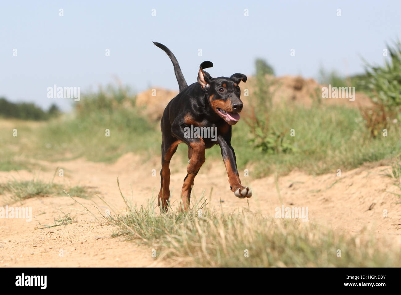 / Dobermann chien Dobermann (oreilles naturelles) des profils d