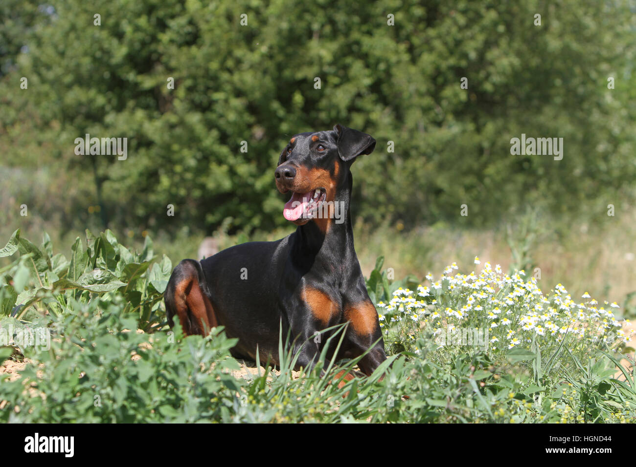 / Dobermann chien Dobermann oreilles naturelles (adultes) lying on a meadow Banque D'Images