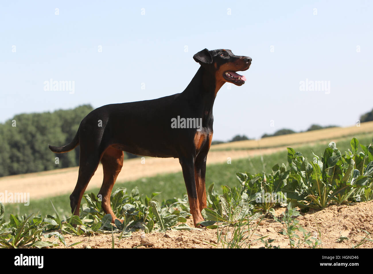 / Dobermann chien Dobermann (oreilles naturelles) adulte debout dans un champ Banque D'Images
