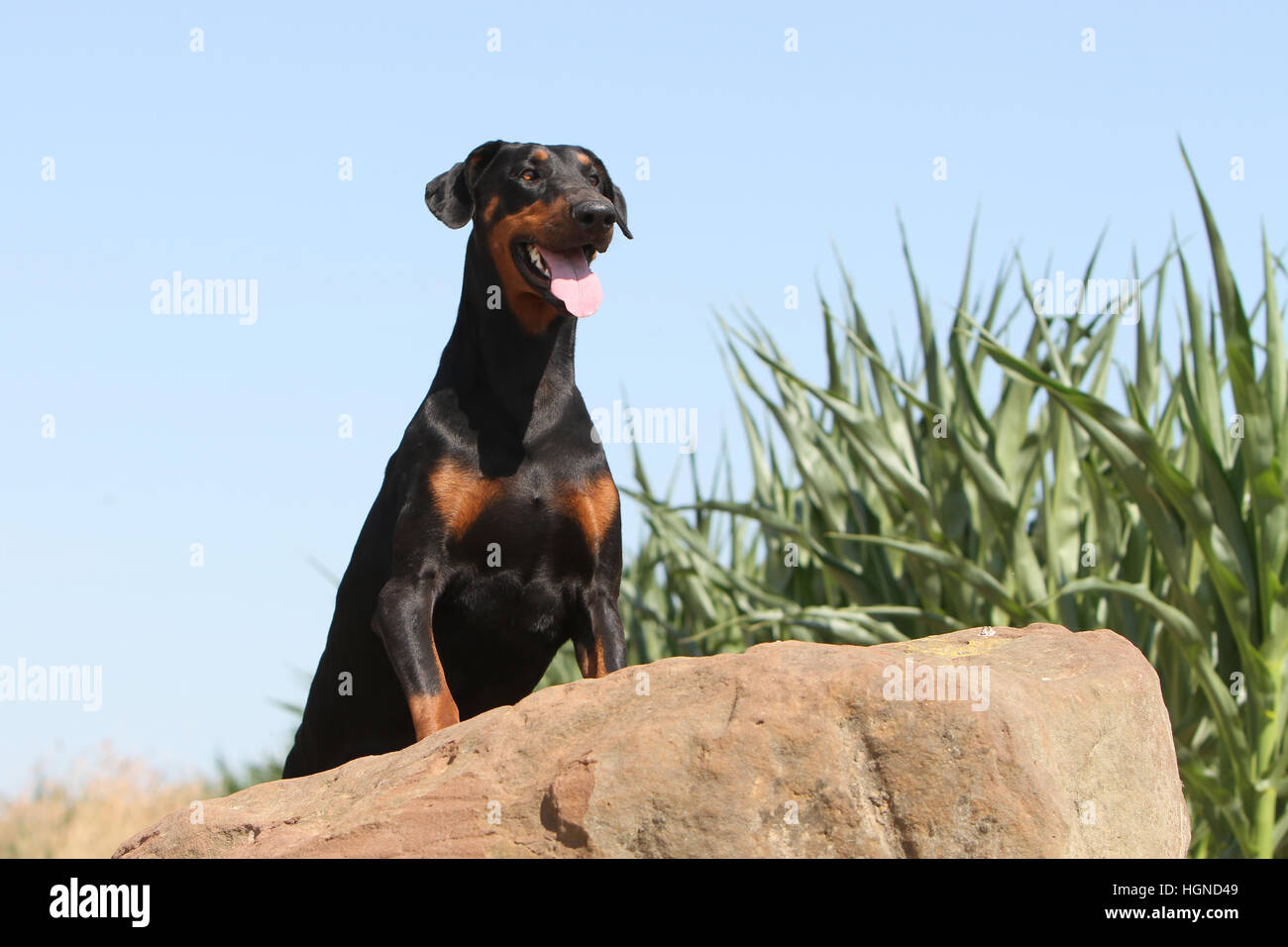 / Dobermann chien Dobermann (oreilles naturelles) adulte debout sur un rocher Banque D'Images