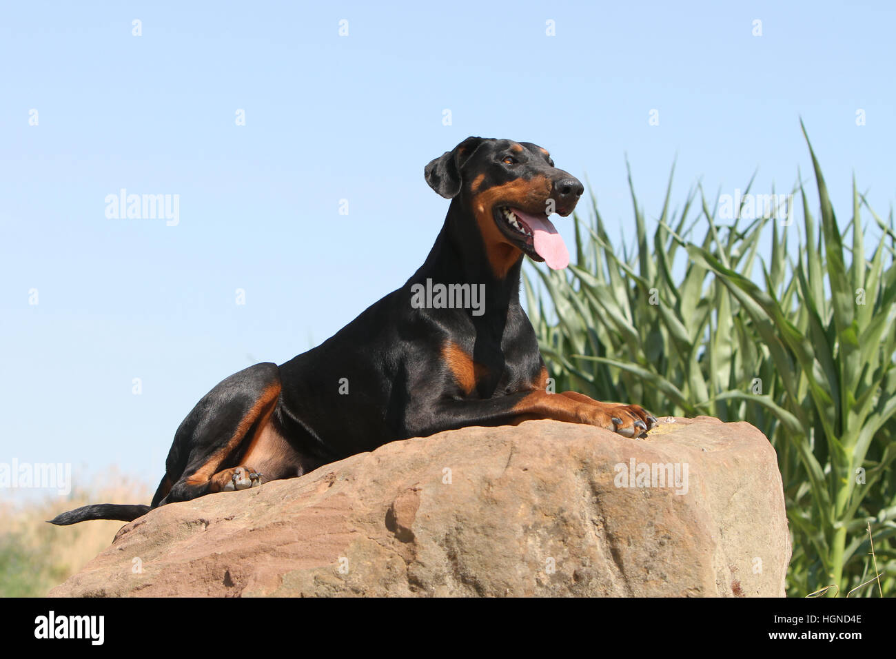 / Dobermann chien Dobermann (oreilles naturelles) des profils couché dans un rock Banque D'Images