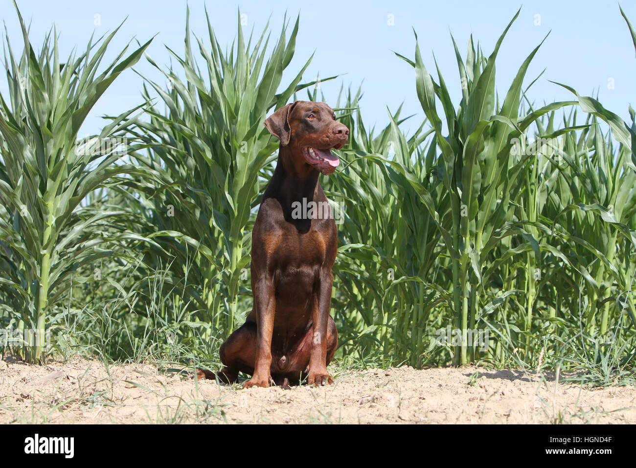 / Dobermann chien Dobermann oreilles naturelles (adultes) assis sur un champ Banque D'Images