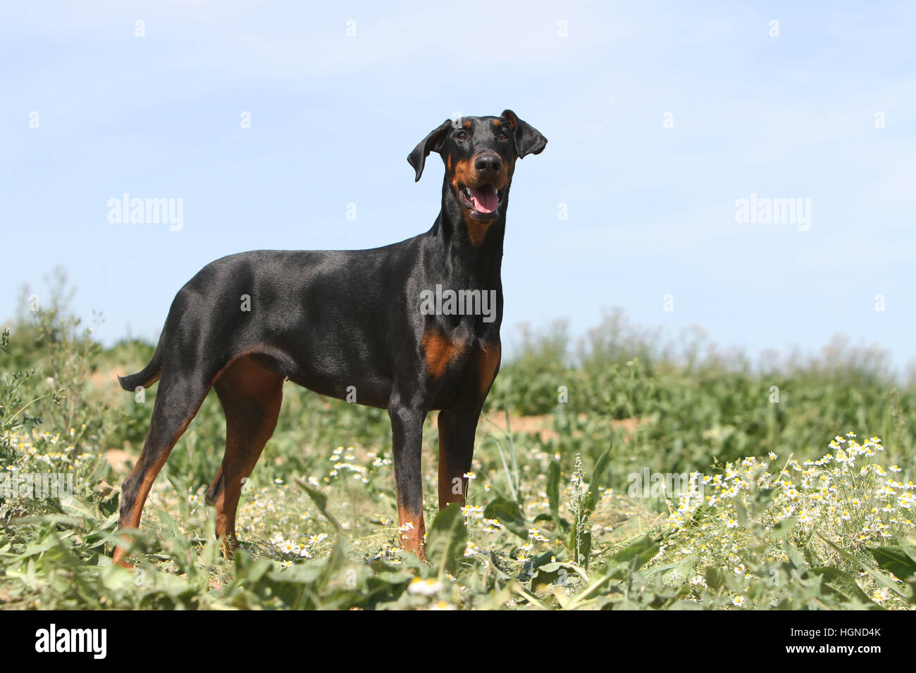 / Dobermann chien Dobermann (oreilles naturelles) adulte debout dans un champ Banque D'Images