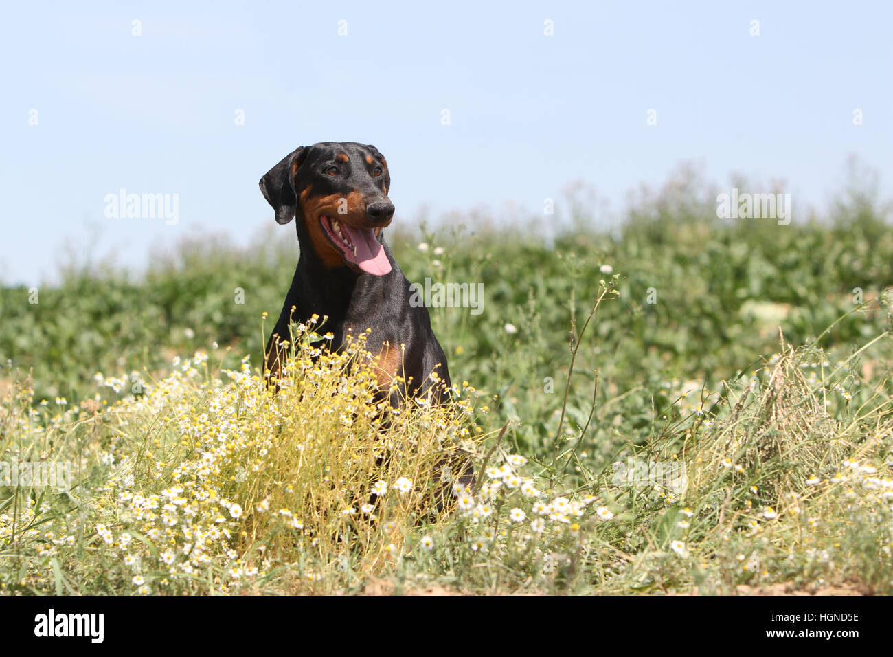 / Dobermann chien Dobermann (oreilles) naturel permanent adultes Banque D'Images