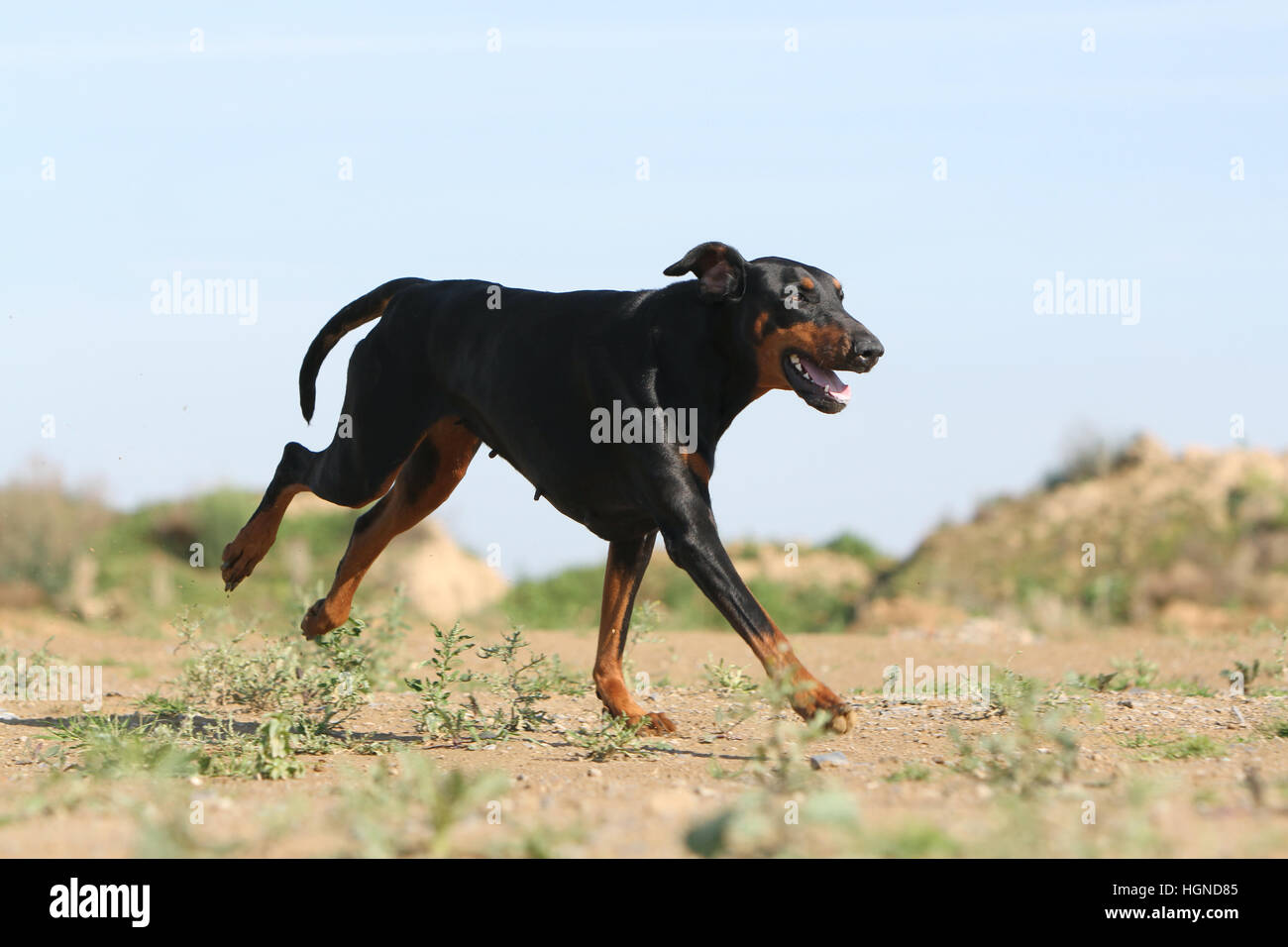 / Dobermann chien Dobermann (oreilles naturelles) des profils d