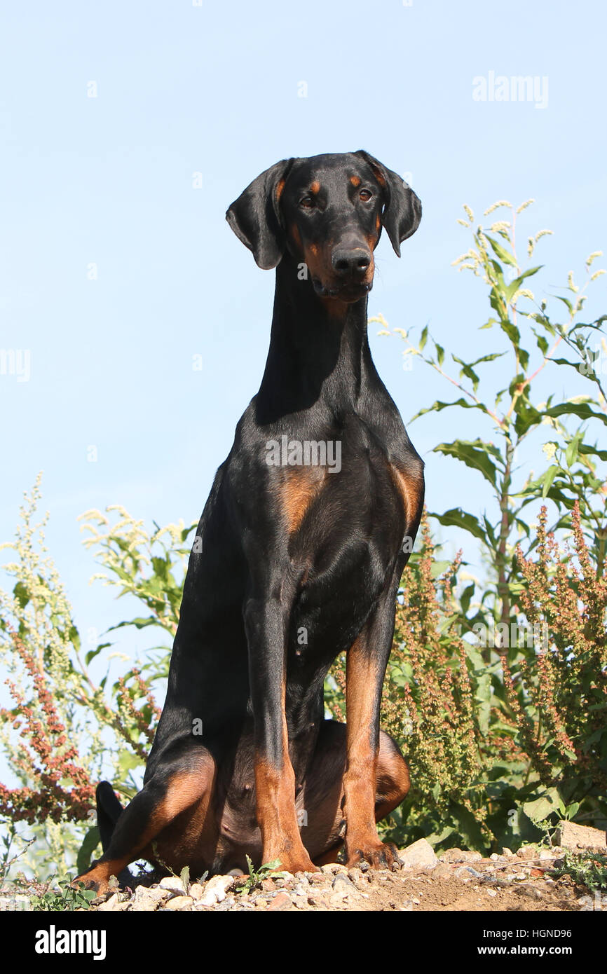 Dobermann Oreilles Et Queue Non Coupees Dobermann (chien avec les oreilles naturelles / natural queue) noir et feu  des profils assis dans une prairie à herbes hautes herbes Photo Stock -  Alamy