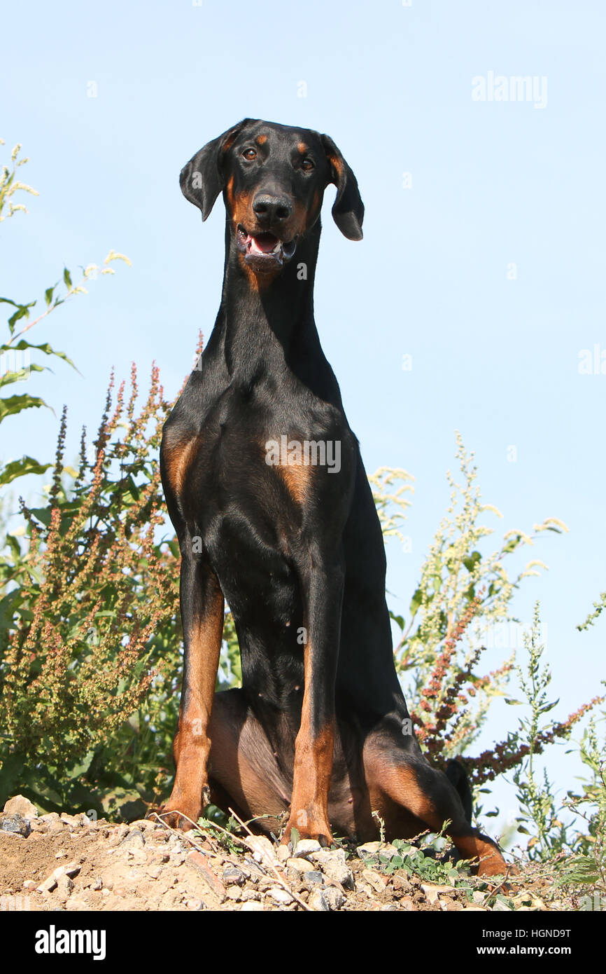 Dobermann (chien avec les oreilles naturelles / natural queue) noir et feu  des profils assis dans une prairie à herbes hautes herbes Photo Stock -  Alamy