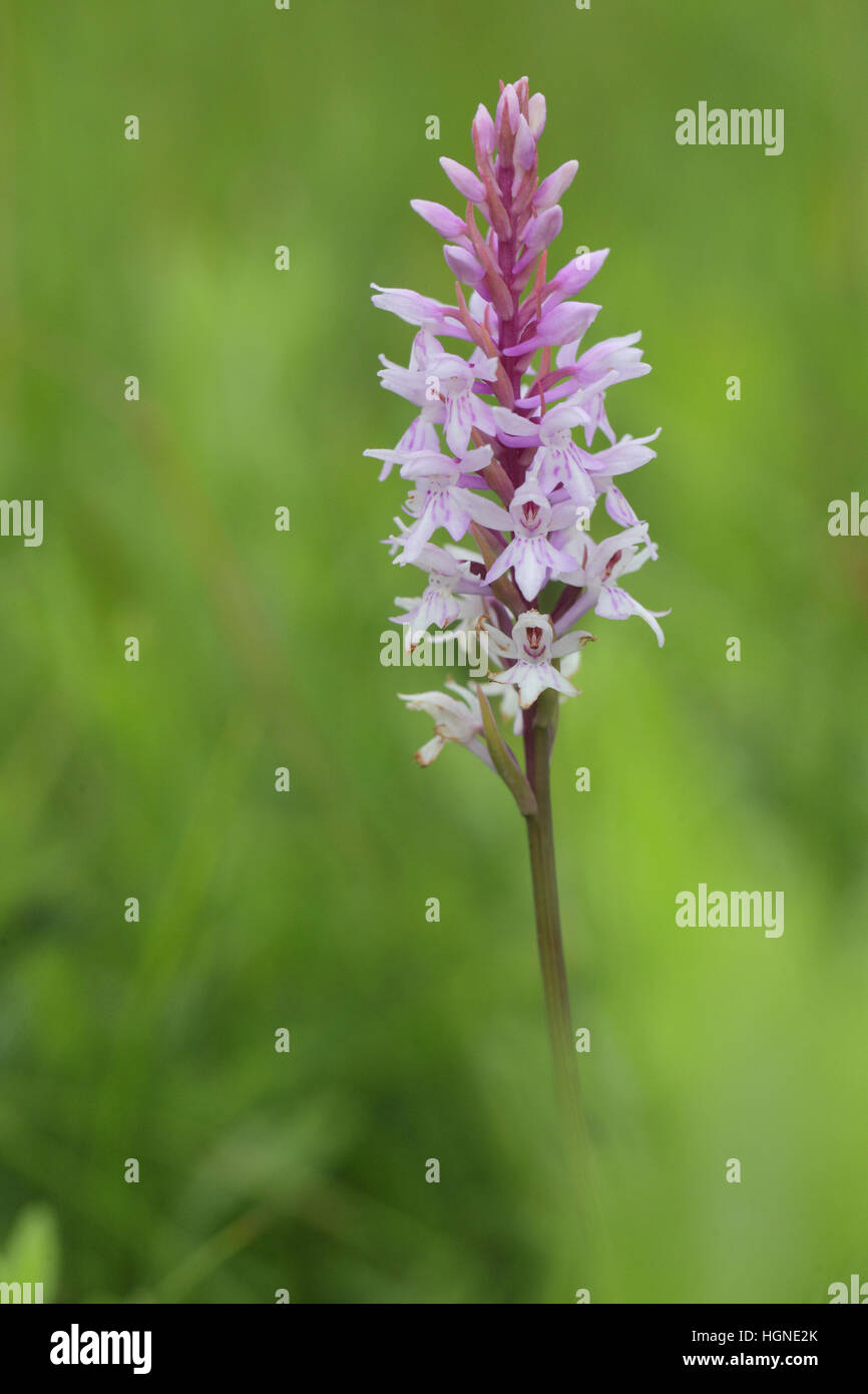 Le sud de l'Marsh-Orchid (Dactylorhiza praetermissa), émergeant de la végétation floue Banque D'Images