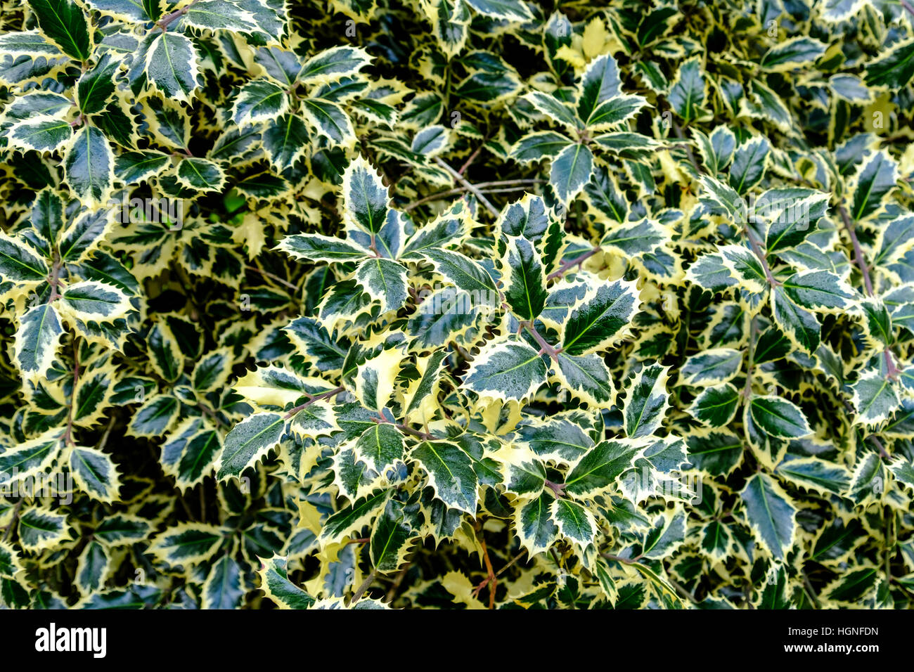 Belles feuilles luisantes du houx panaché, Ilex aquifolium, avec sa masse de feuillage vert clair et crème Banque D'Images