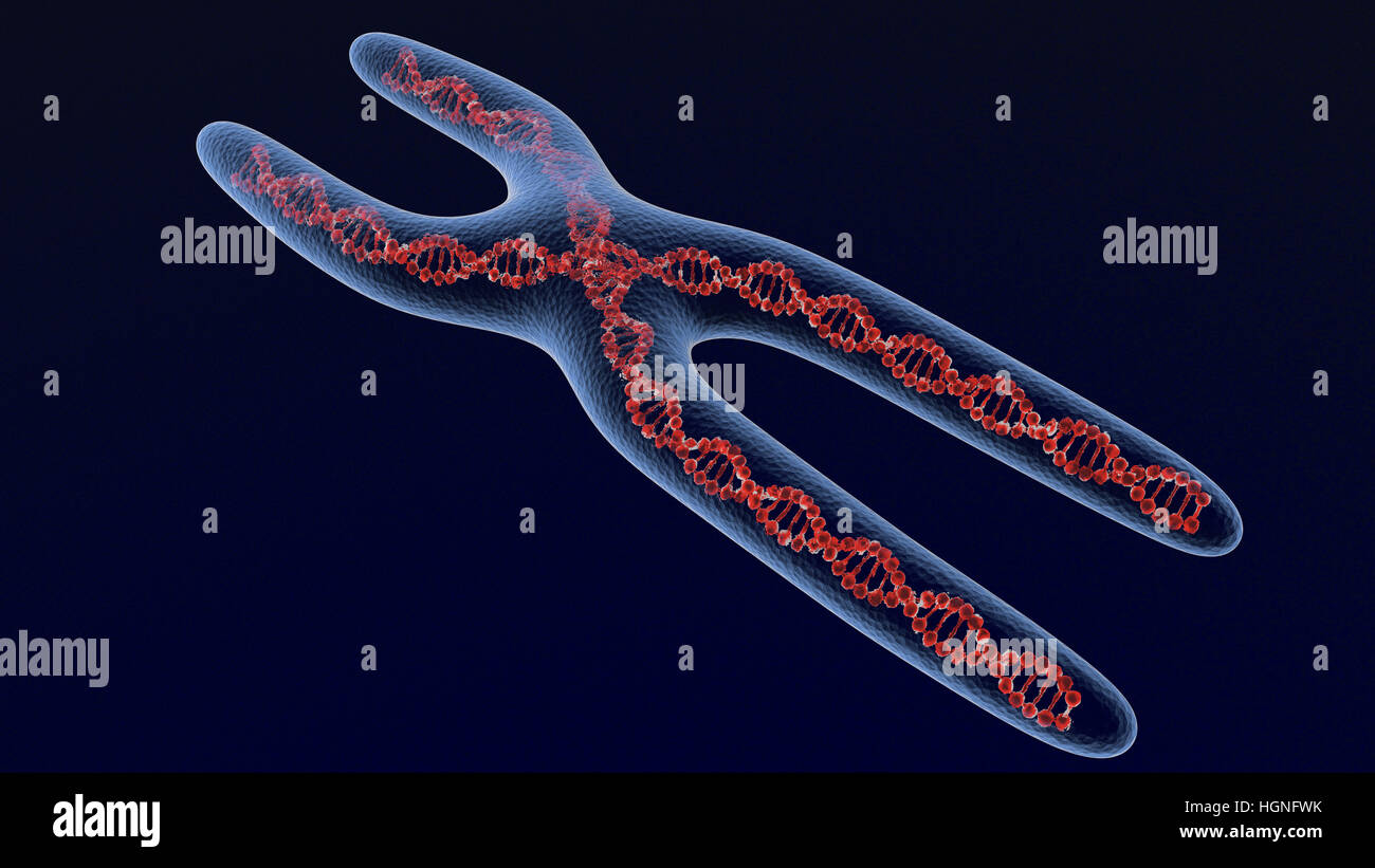 Le chromosome X . 3D render Banque D'Images