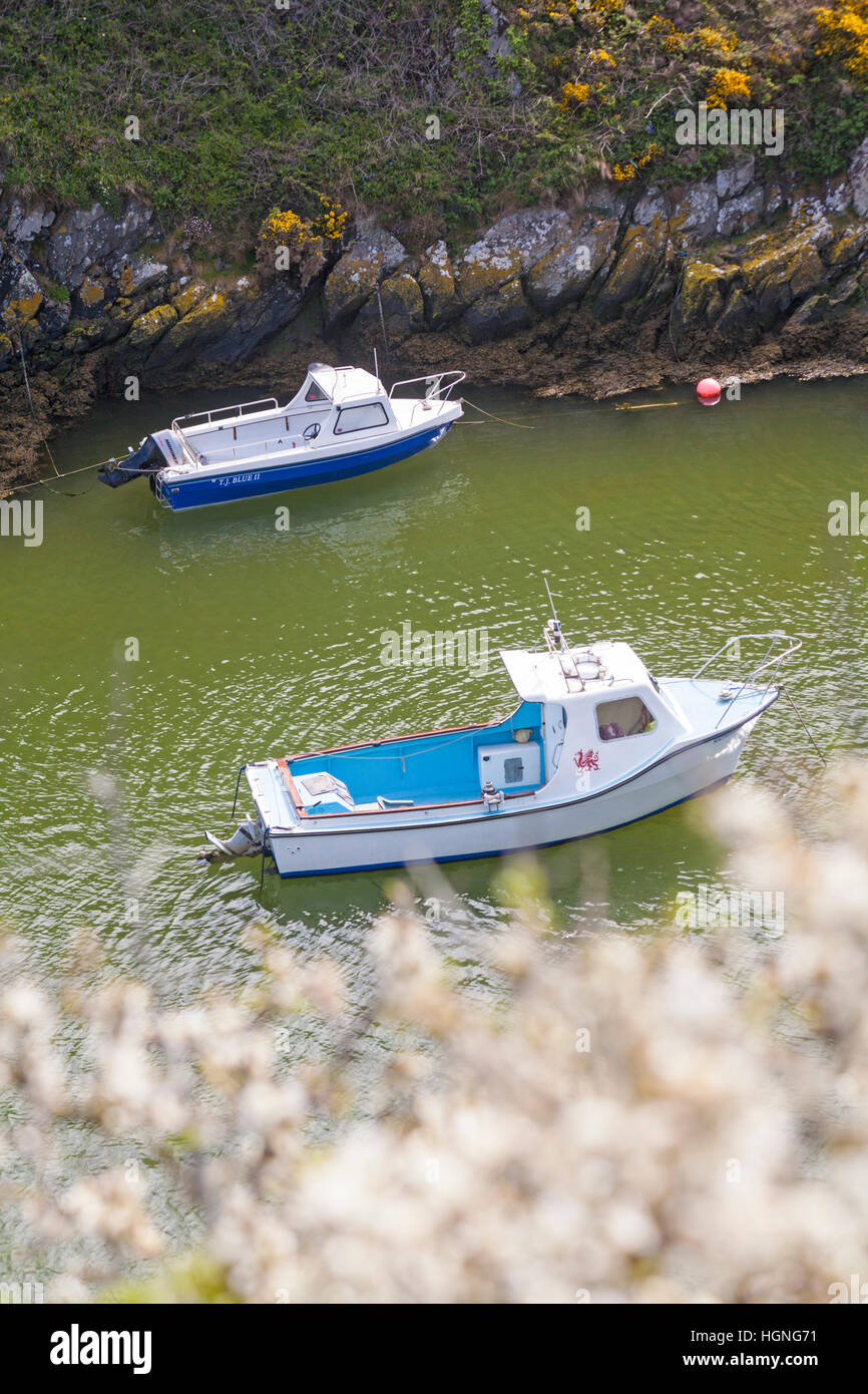 Bateau avec emblème de dragon gallois amarré au port de Porthclais près de St Davids au parc national de la côte de Pembrokeshire, pays de Galles, Royaume-Uni en mai Banque D'Images