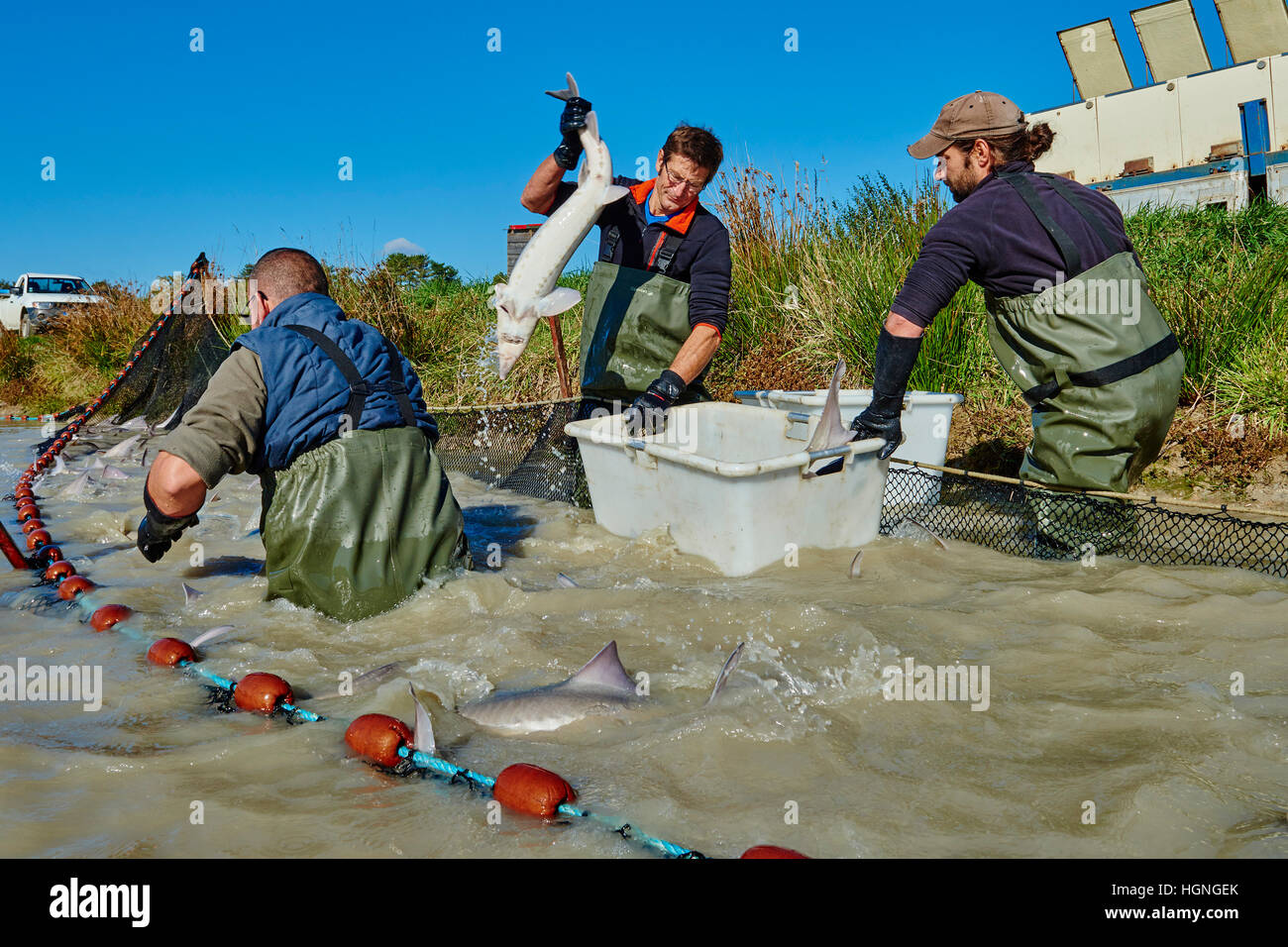 France, Loire-et-Cher (41), du caviar de Sologne, pisciculture Hennequart, la pêche à l'esturgeon Banque D'Images