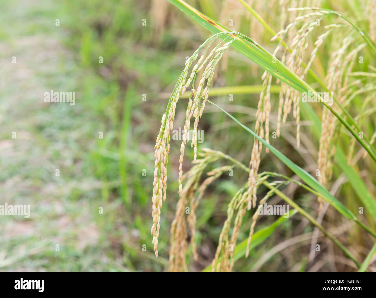Golden Spike Rip de la ferme biologique dans la campagne de la Thaïlande.(Sélectionner focus) Banque D'Images