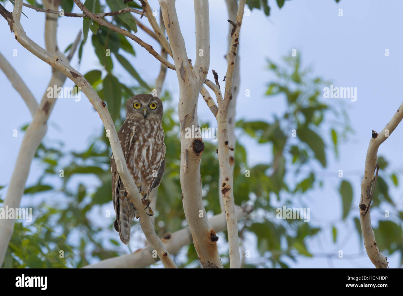 Barking Owl Ninox connivens de Kakadu National Park, Territoire du Nord Australie BI030672 Banque D'Images