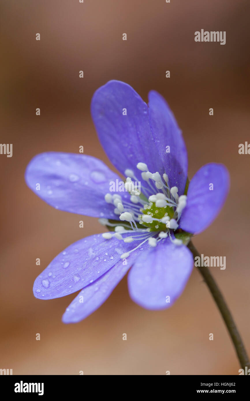 L'hépatique Hepatica / COMMUNE / kidneywort / ombelle (anemone hepatica Hepatica nobilis) / en fleur Banque D'Images