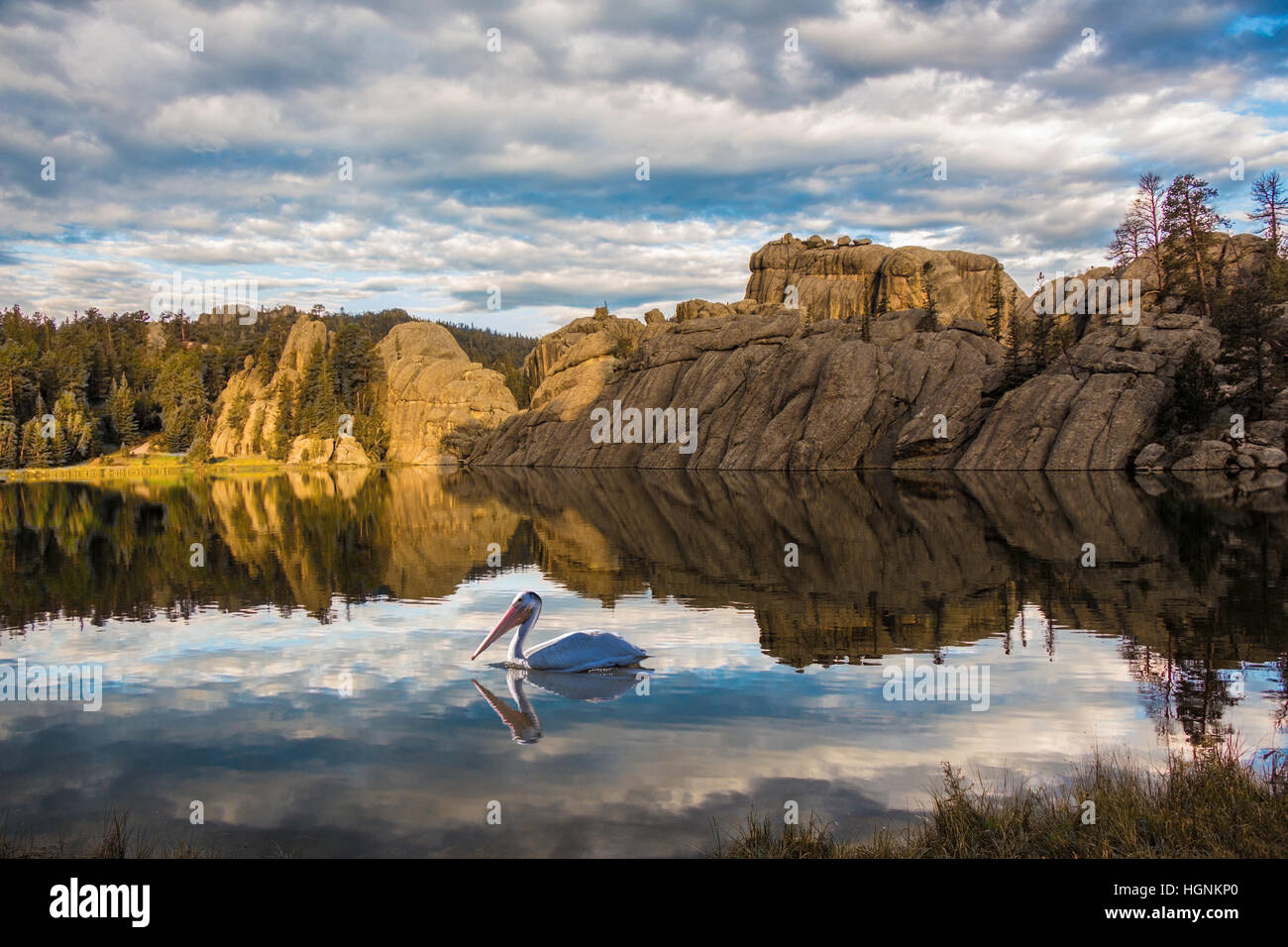 Pelican sur Sylvan Lake, Black Hills, Dakota du Sud. Banque D'Images