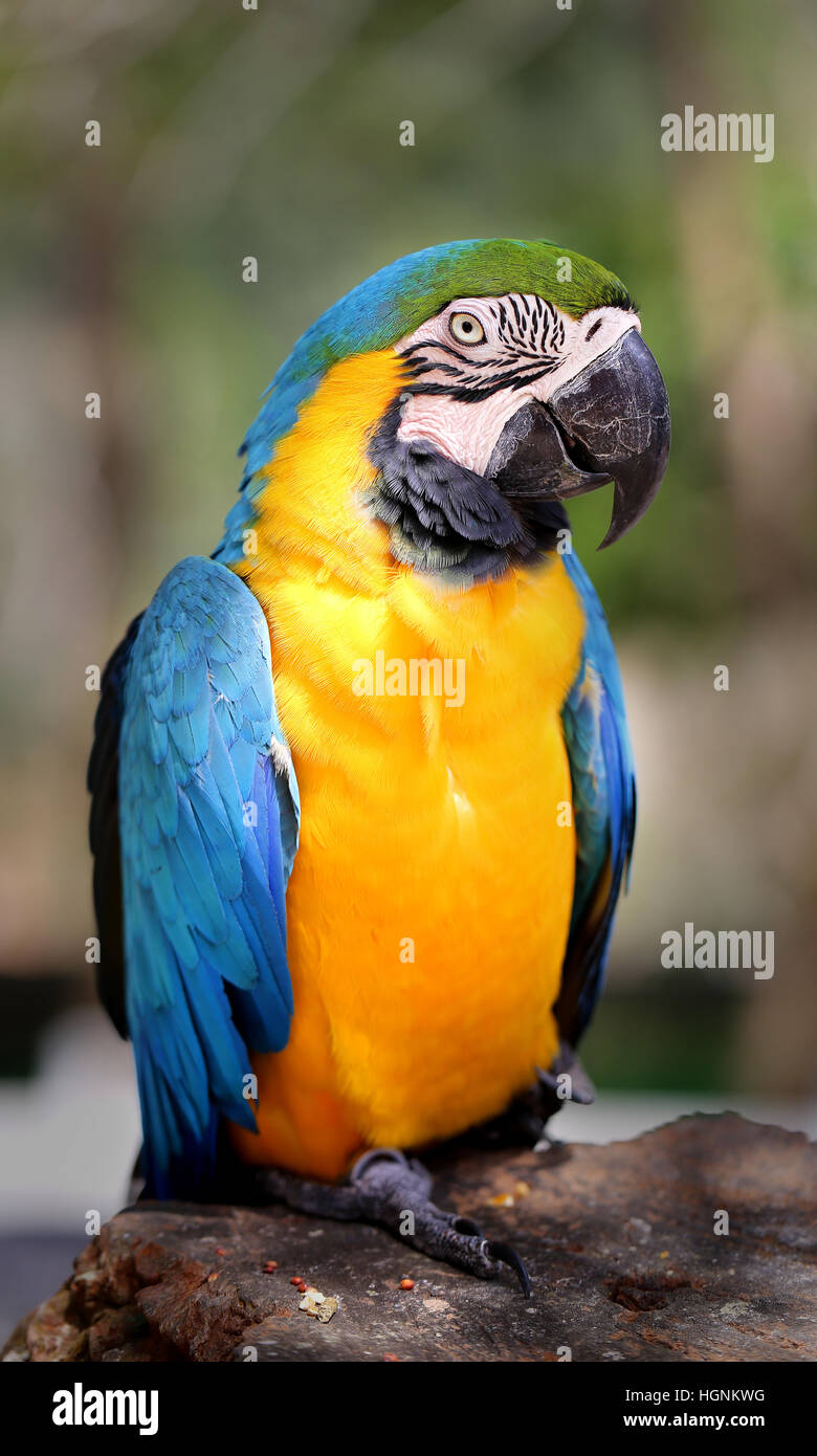 Photos amusantes avec grande belle macaw parrot Banque D'Images