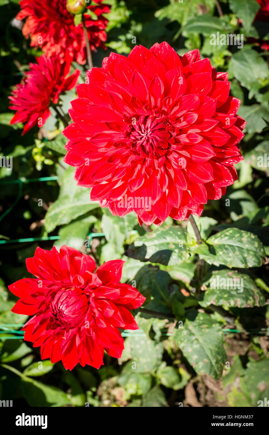 Dahlia Pompon Glow la floraison en septembre au Royaume-Uni Banque D'Images
