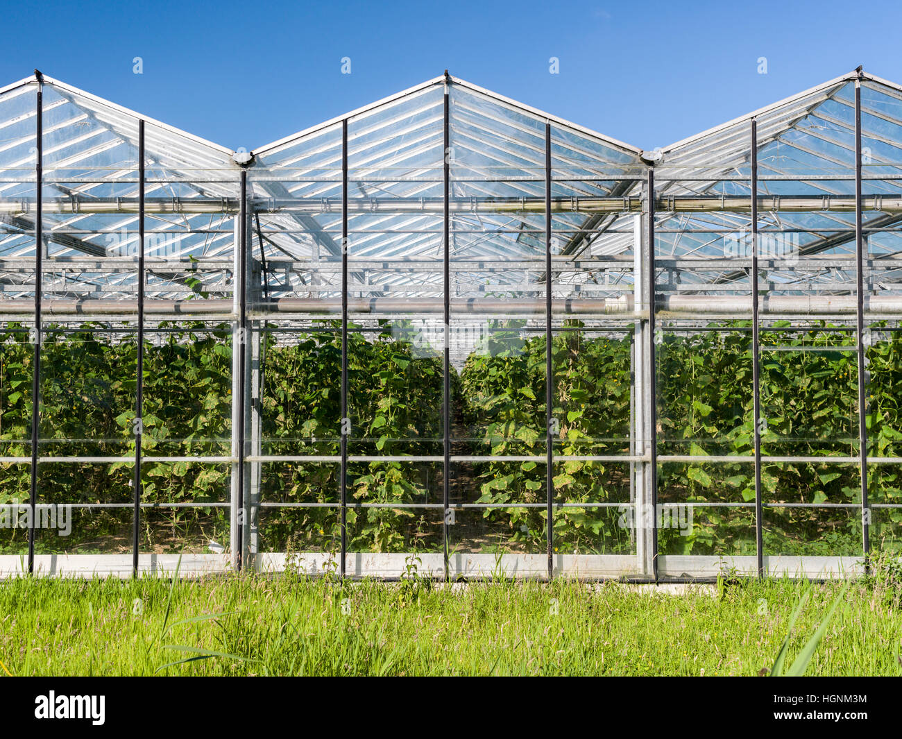 Green House Farm Banque D'Images