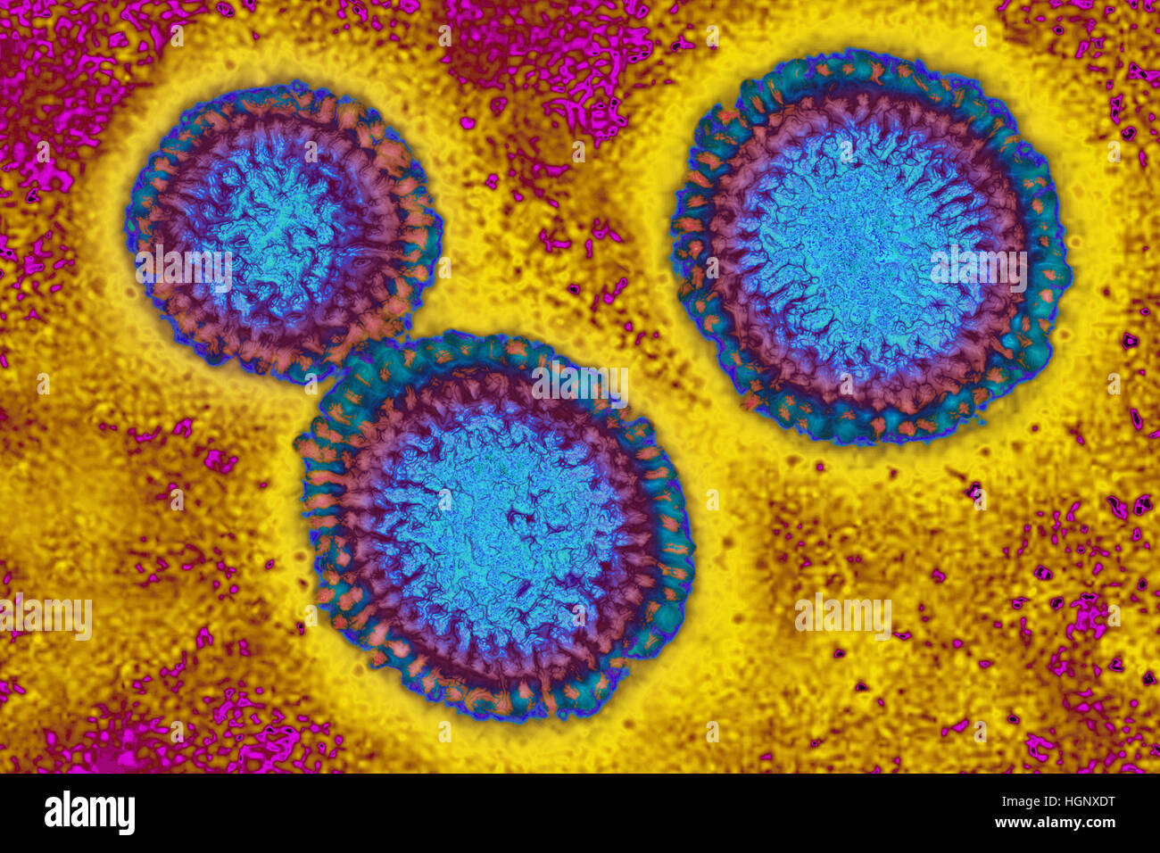 Le virus de l'influenza, le TEM Banque D'Images