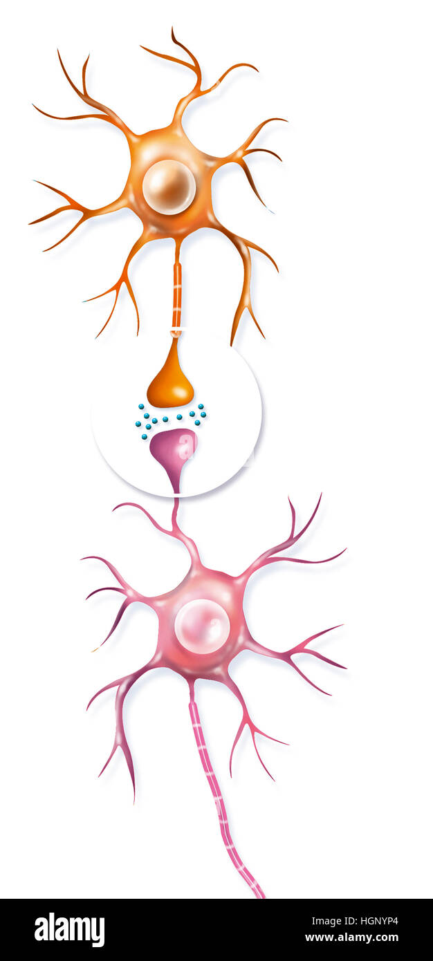ILLUSTRATION DE SYNAPSE Banque D'Images