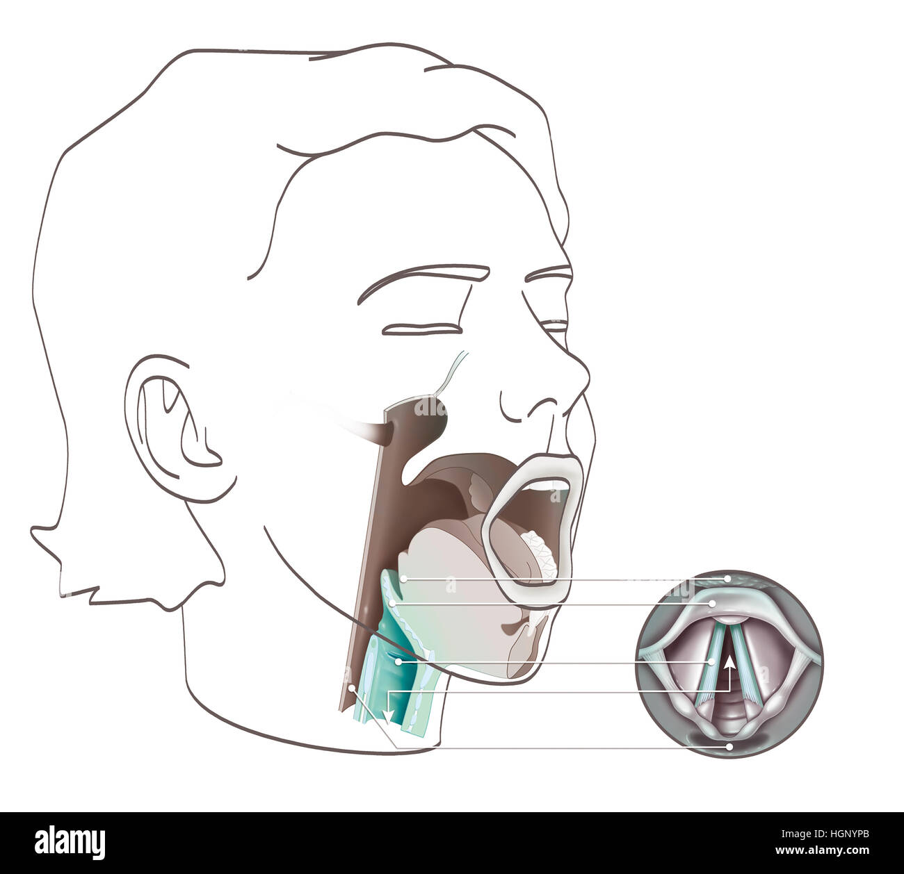Le larynx, ILLUSTRATION Banque D'Images