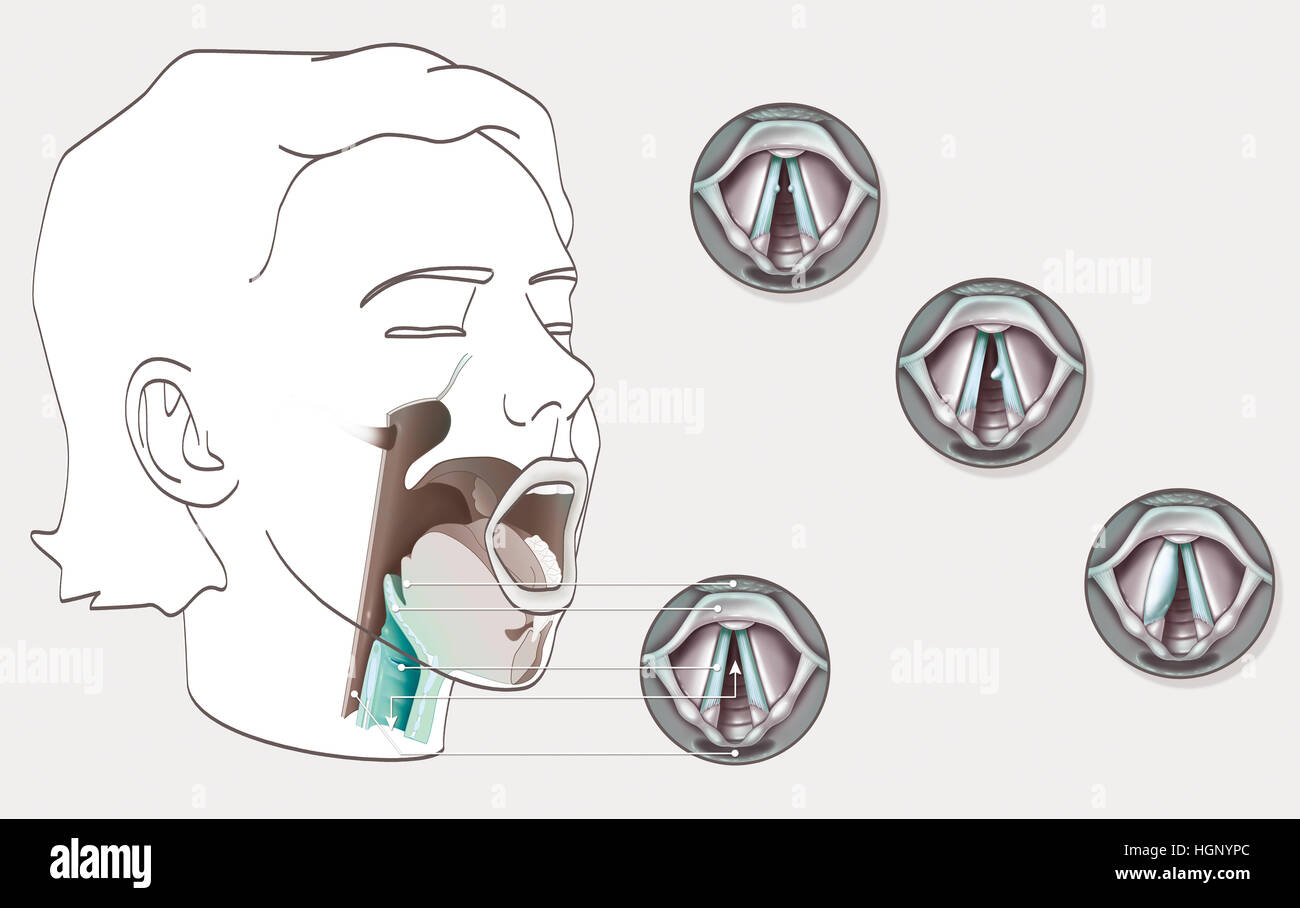 ILLUSTRATION, corde vocale Banque D'Images