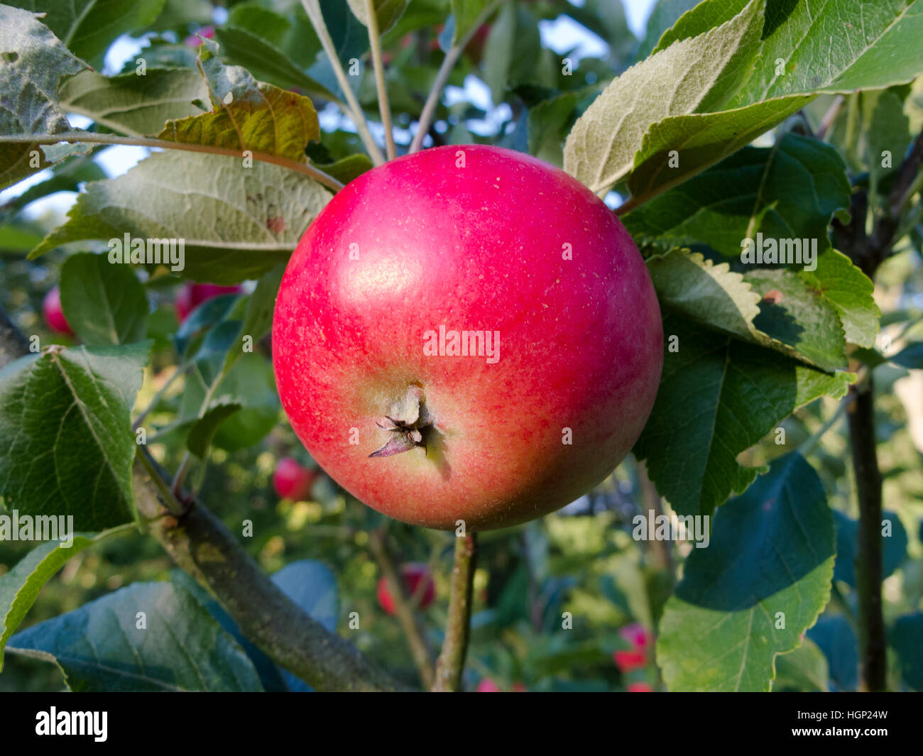 Une pomme rouge parfaitement ensoleillée sur un arbre. Ce type d'Apple s'appelle un 'Delicious' Banque D'Images