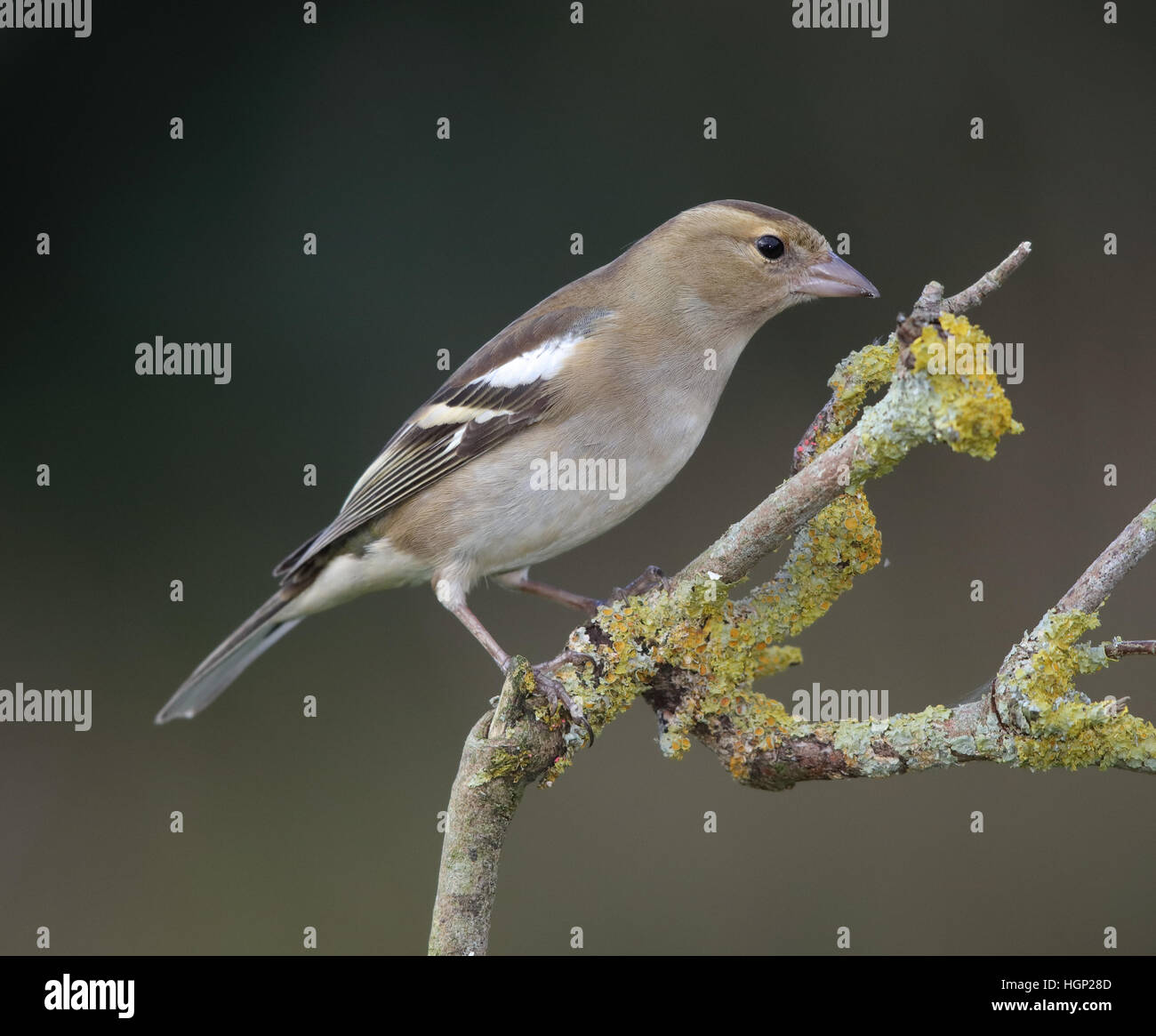 Chaffinch Fringilla coelebs, femelle, sur une branche couverte de lichen Banque D'Images
