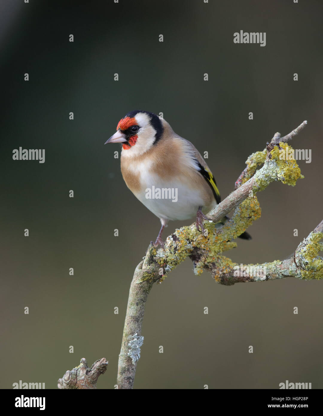 Chardonneret, Carduelis carduelis, dans un jardin en hiver Banque D'Images