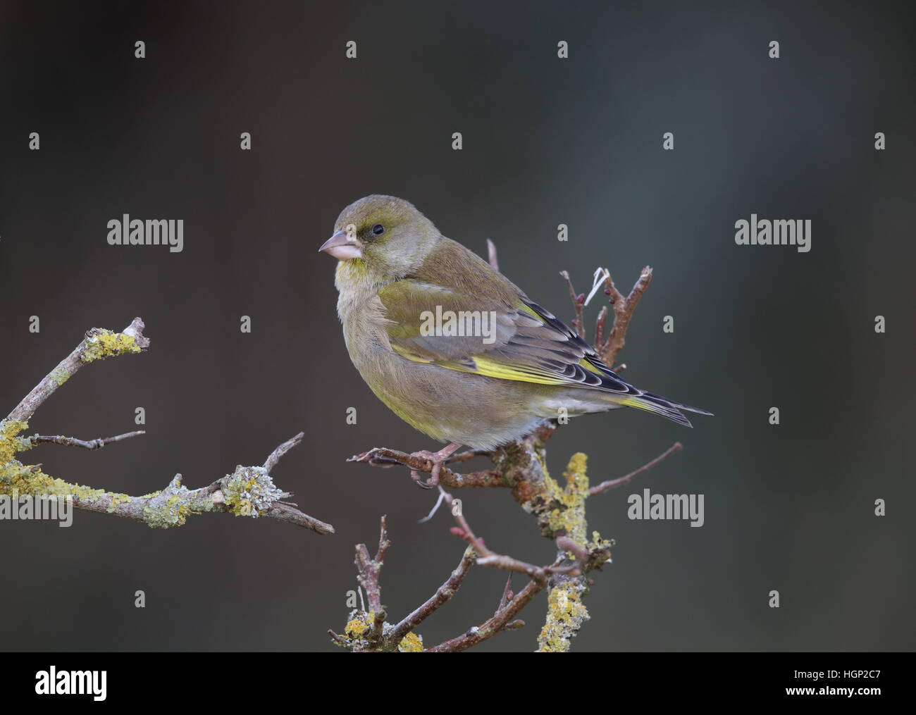 Verdier, Carduelis chloris, dans le jardin en hiver Banque D'Images