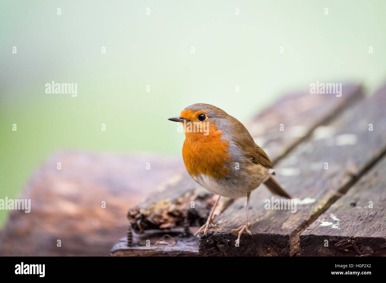 Robin bird sur bois texturé Banque D'Images