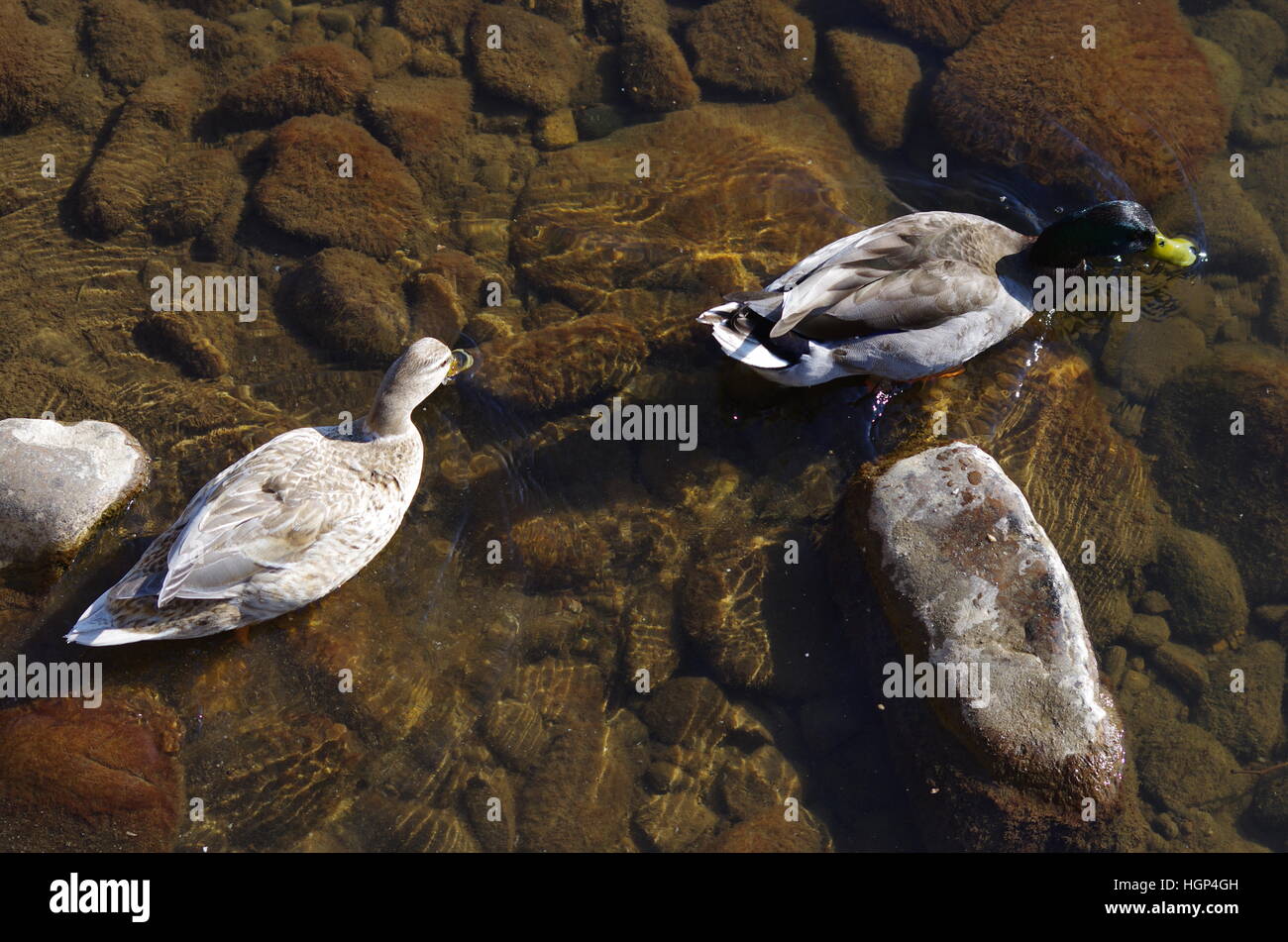 Vue de dessus de deux canards blanc et brun natation masculine et féminine dans l'eau transparente avec des ondulations et des roches Banque D'Images