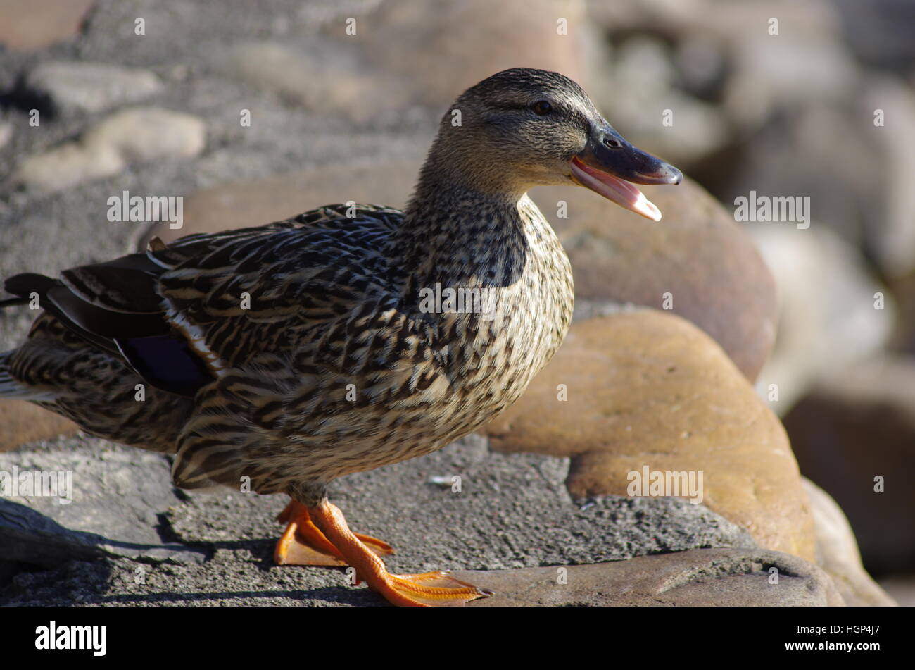 Brown femelle noir blanc et orange canard quacking avec bec ouvert la marche sur des rochers face à la lumière du soleil Banque D'Images