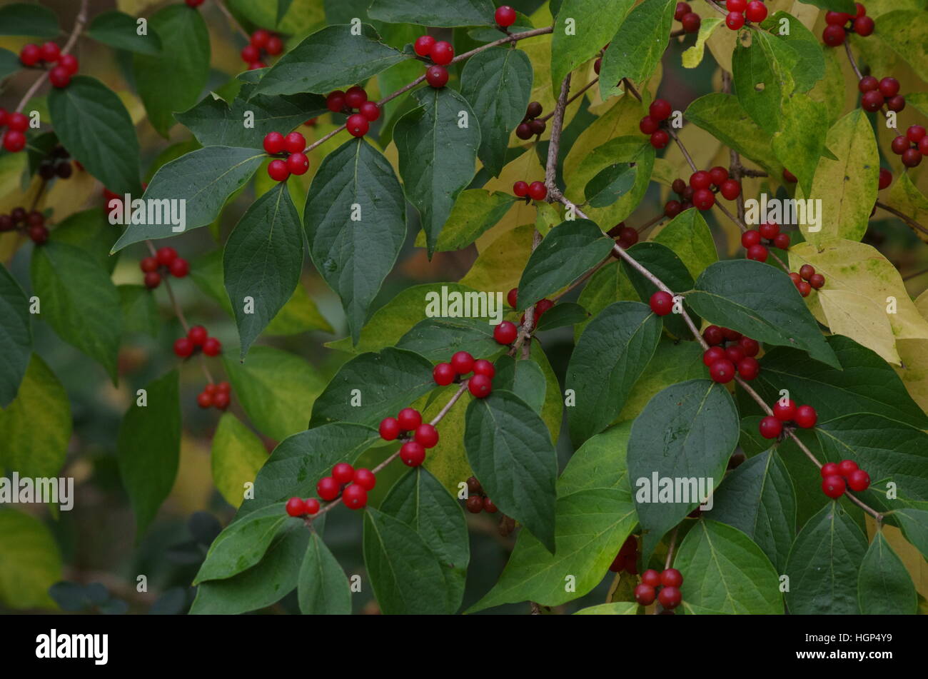 Fruits rouges sur vert et jaune à l'automne de Bush Banque D'Images