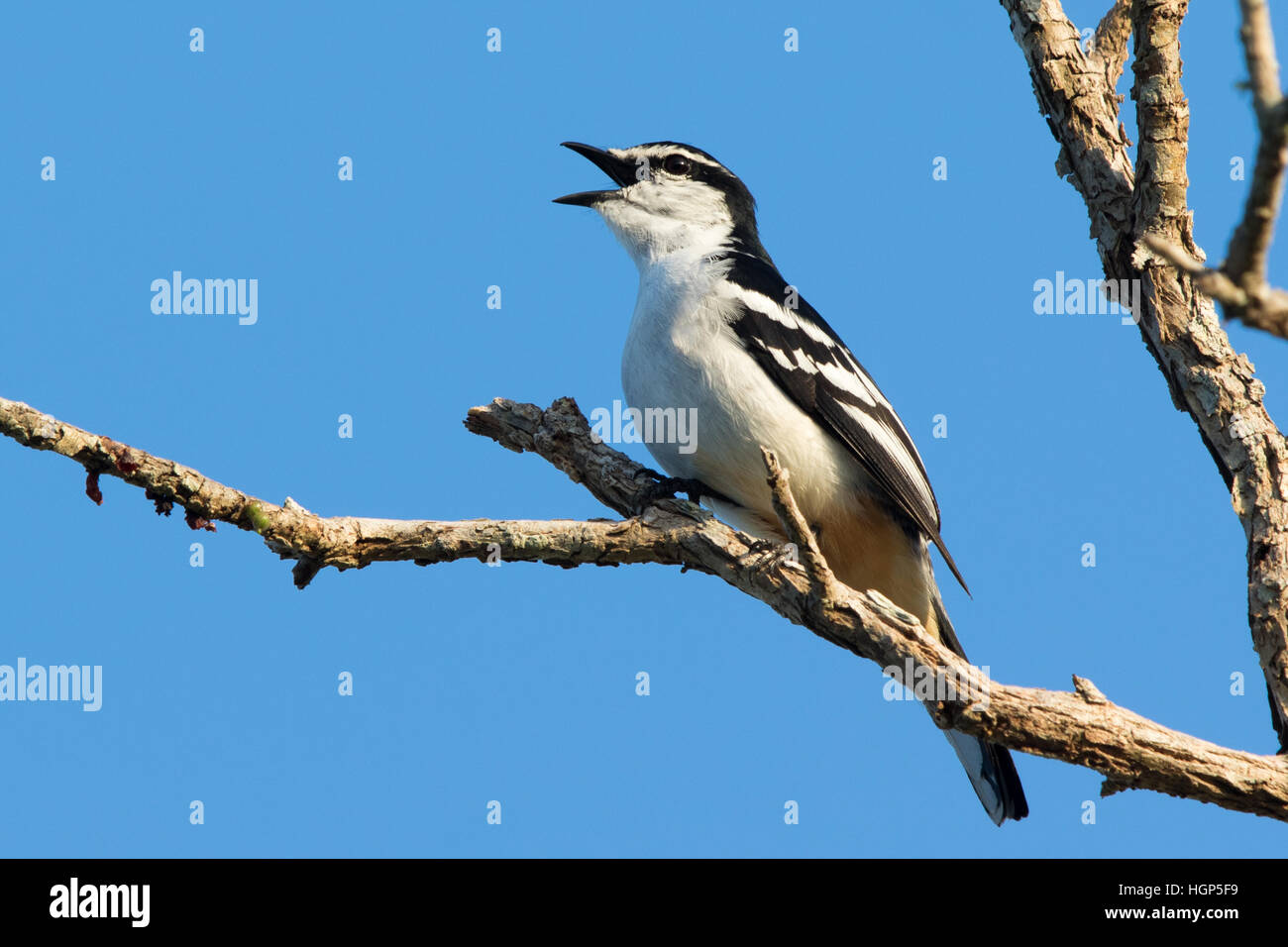 Mâle chanteur Échenilleur varié (Lalage leucomela) Banque D'Images