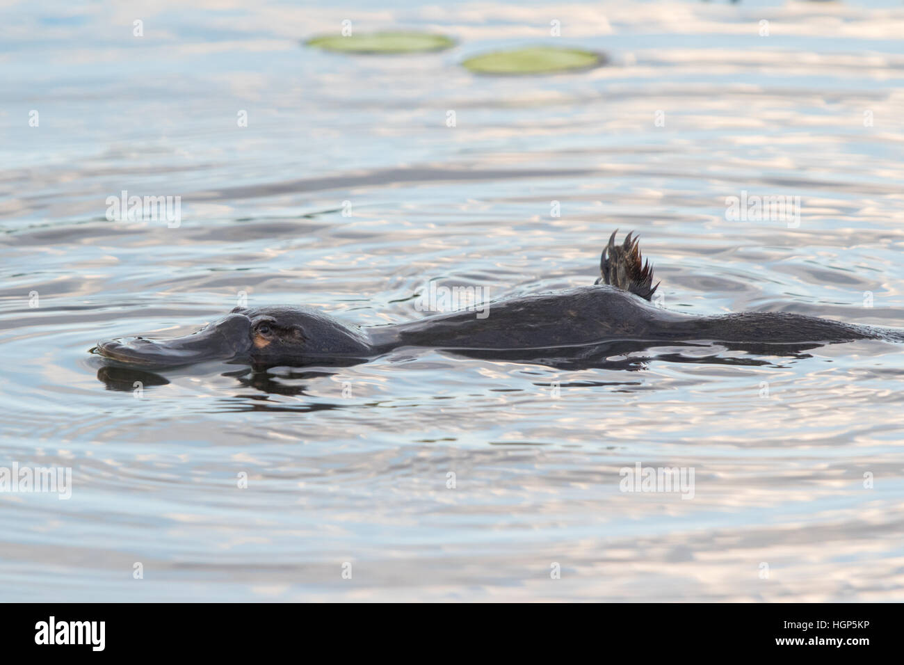 Ornithorynque (Ornithorhynchus anatinus) Nager dans une lilypond Banque D'Images