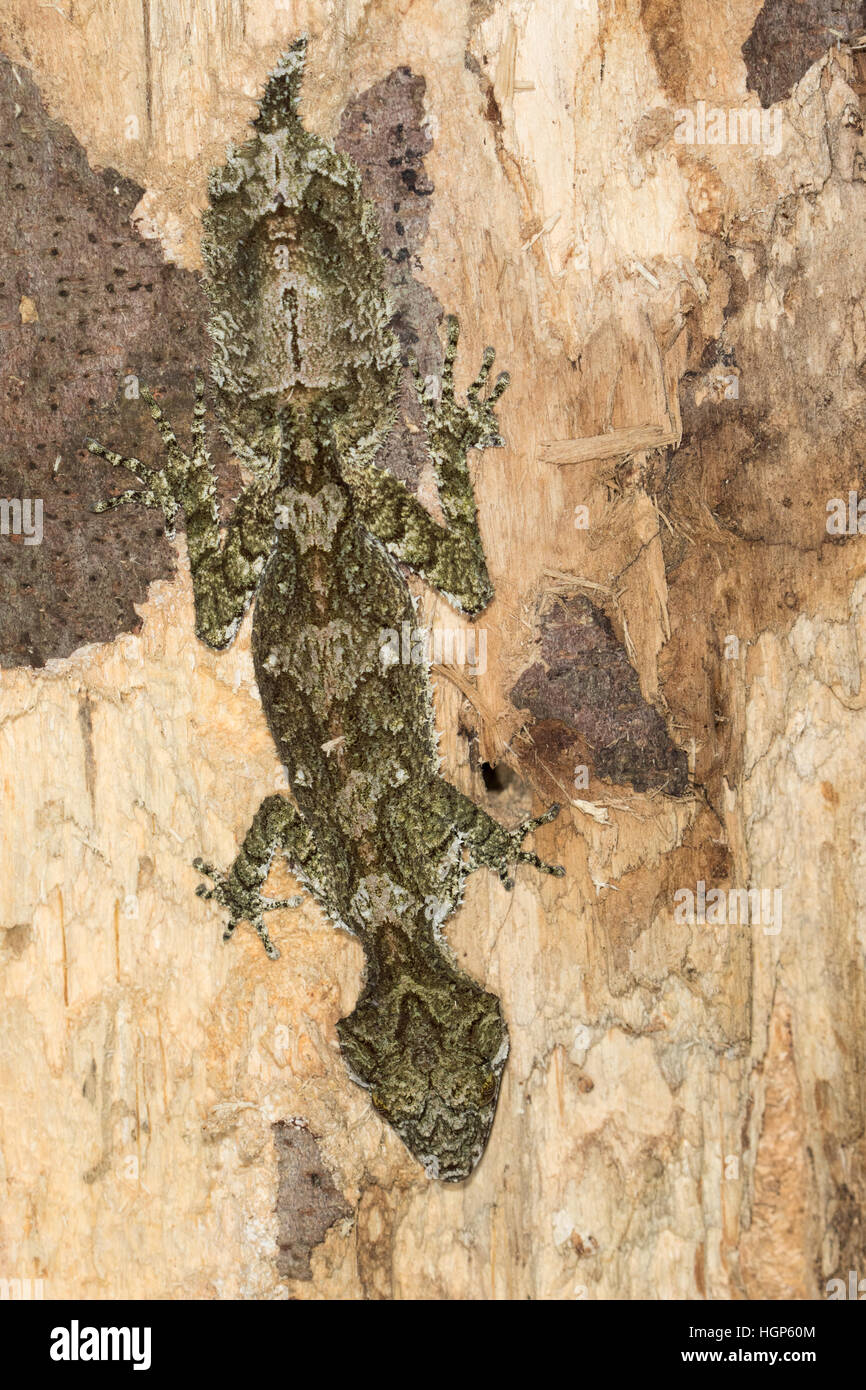 Gecko à queue de feuille du nord (Saltuarius cornutus) Banque D'Images