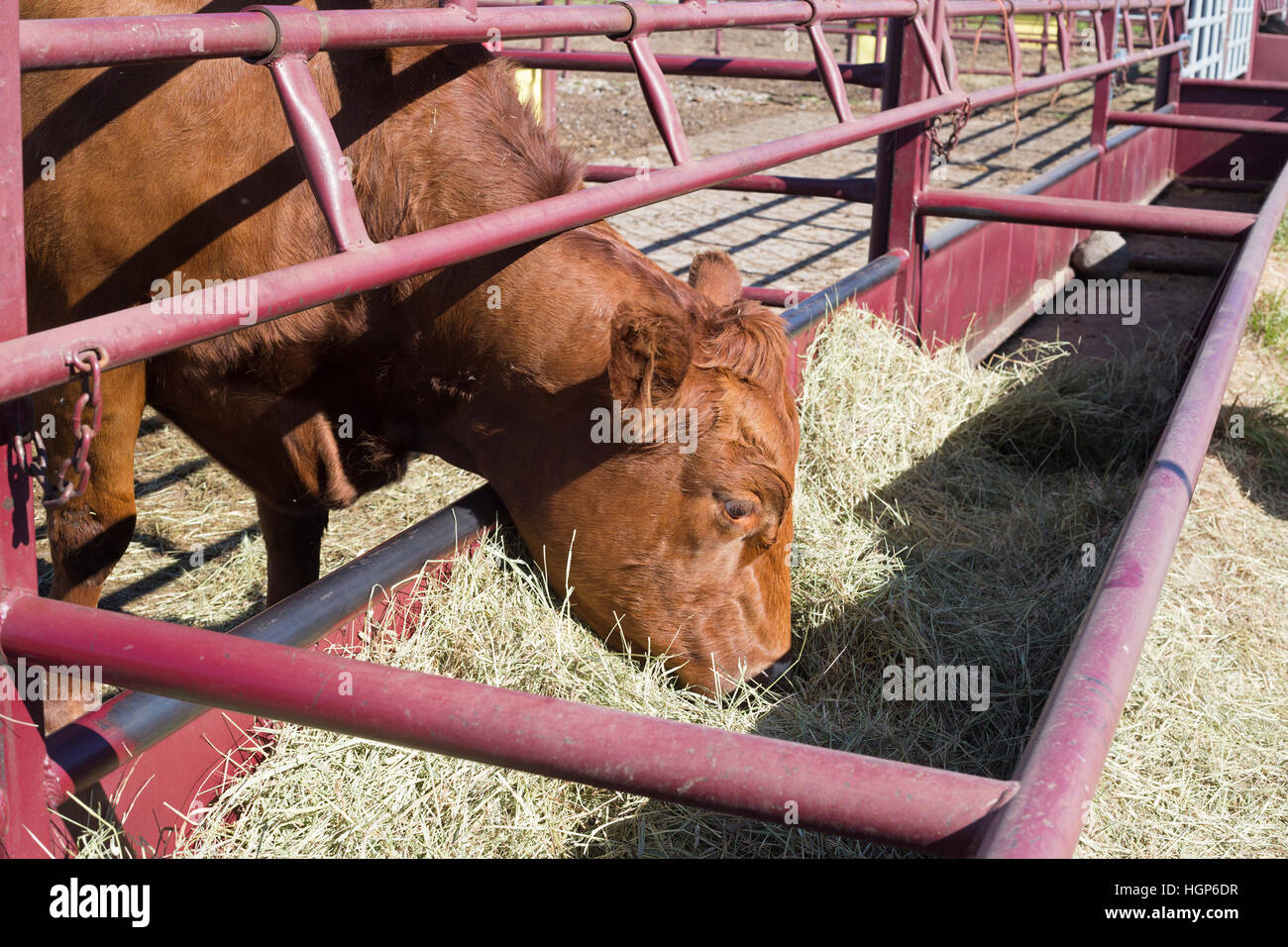 Vache mangeant du foin à la clinique pour grands animaux de la Faculté de médecine vétérinaire de l'Université de Calgary, en Alberta, au Canada Banque D'Images