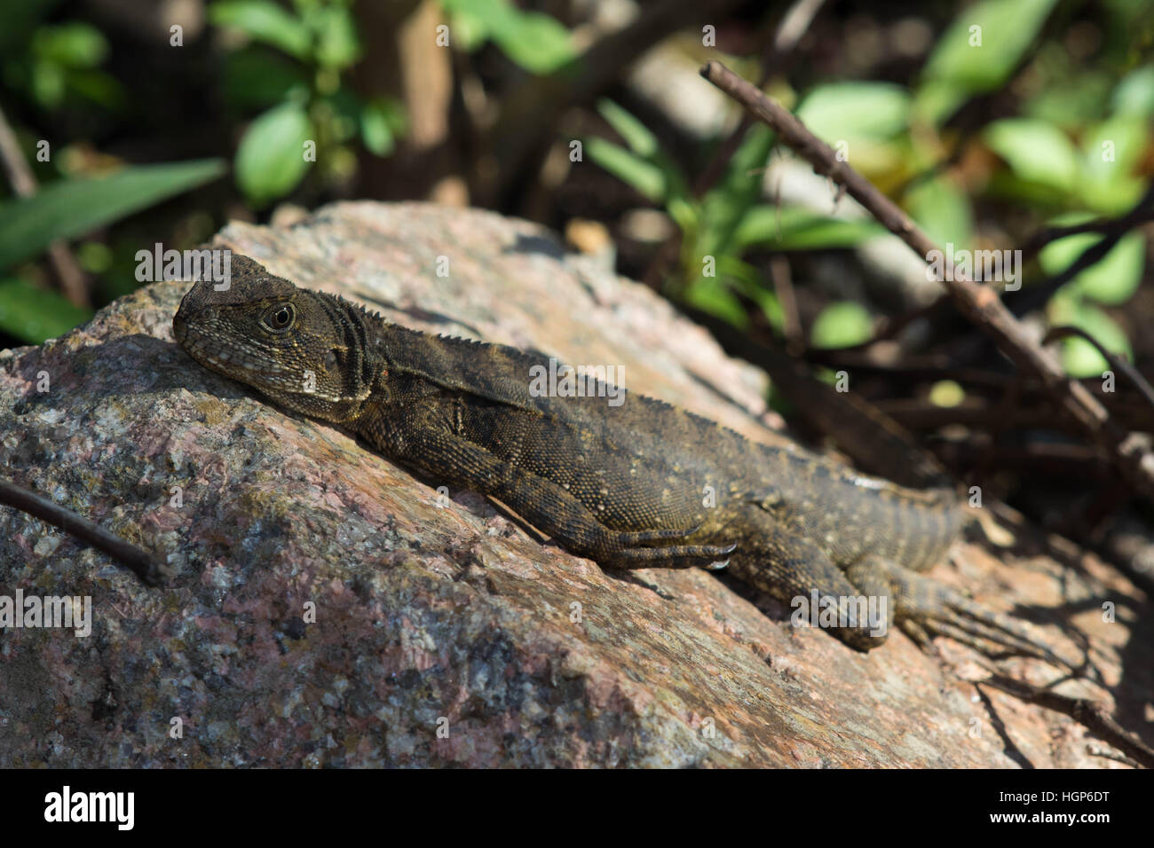 Dragon d'eau femelle (Physignathus lesueurii) au soleil sur un rocher Banque D'Images