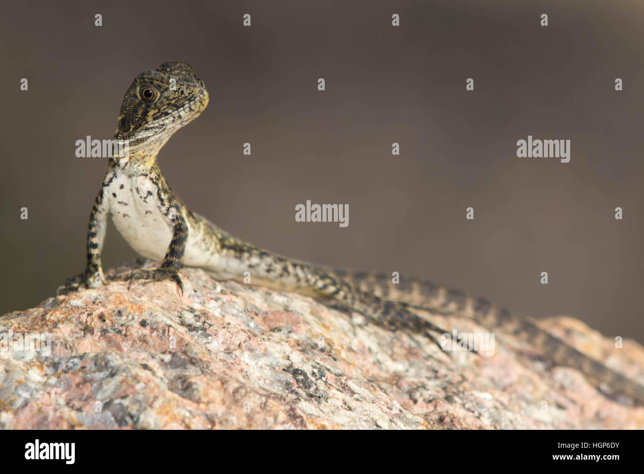 L'eau immatures (Dragon Physignathus lesueurii) au soleil sur un rocher Banque D'Images