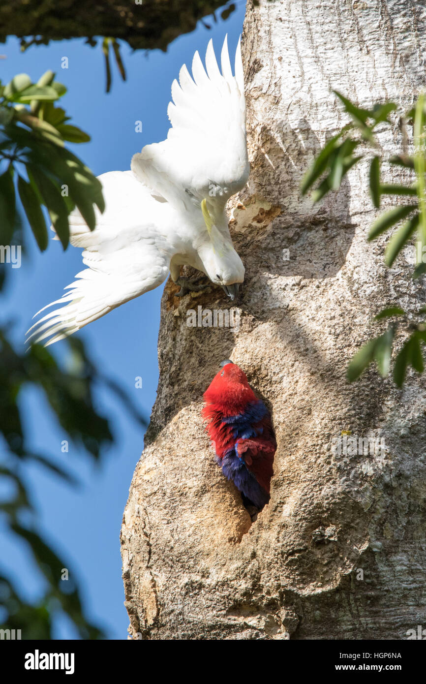 Femelle Eclectus roratus Eclectus Parrot () défendre son nid à partir d'une teneur en soufre cacatoès soufré (Cacatua galerita) Banque D'Images