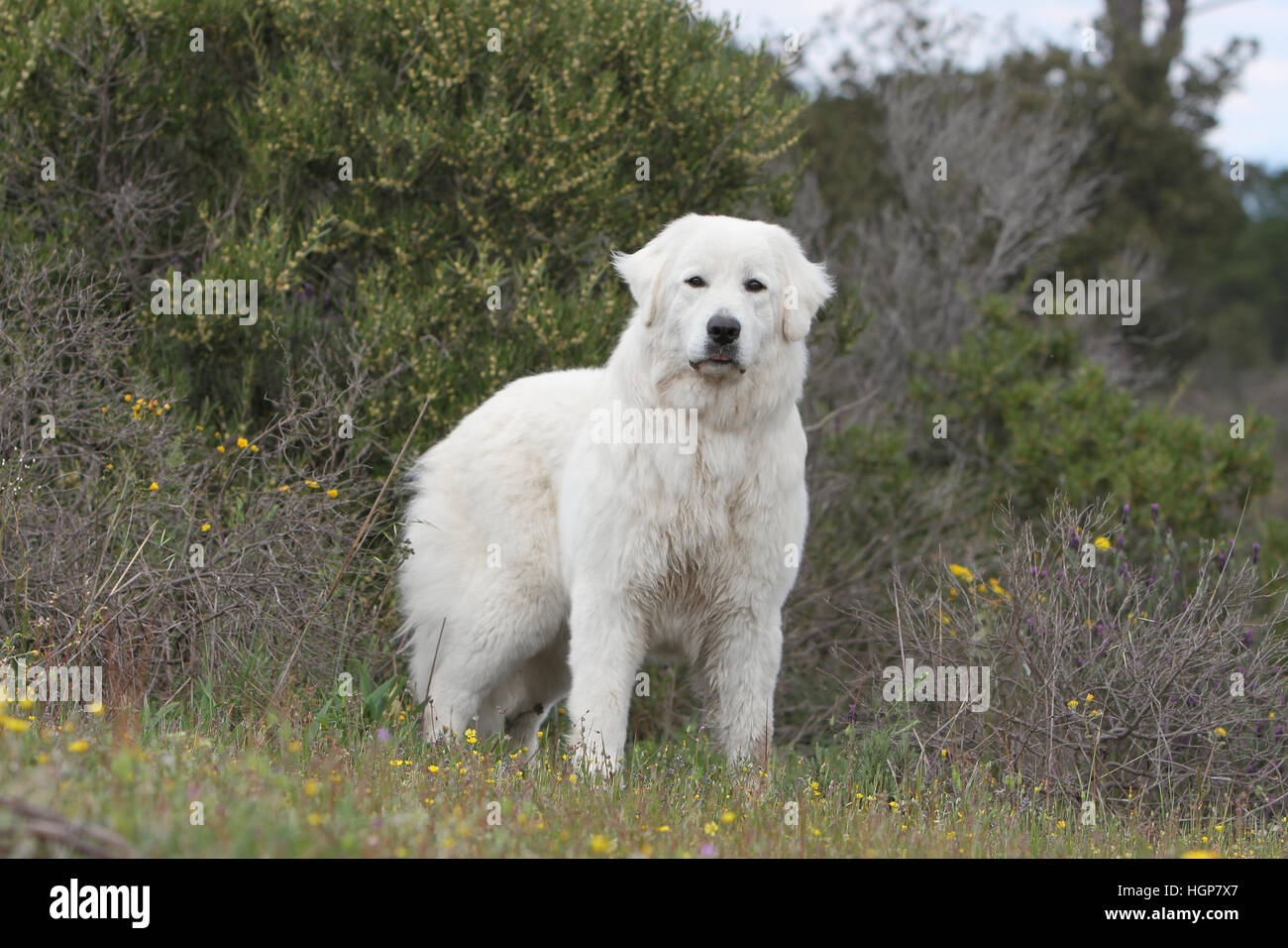 Polonais de Podhale chien / montagne Tatra Sheepdog / permanent adultes Podhale Banque D'Images