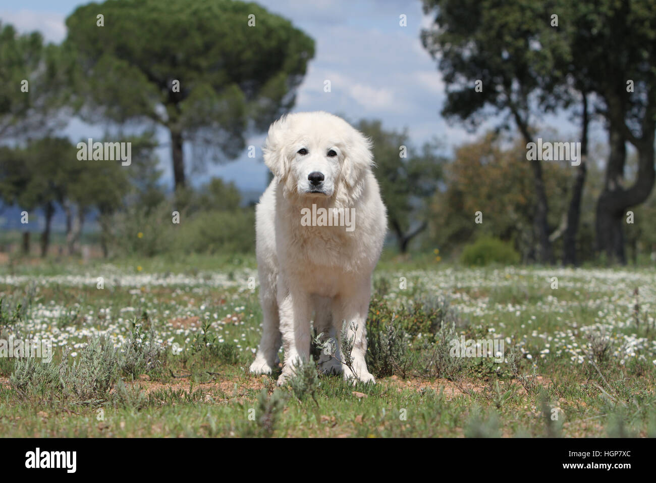 Polonais de Podhale chien / montagne Tatra Sheepdog / permanent adultes Podhale Banque D'Images