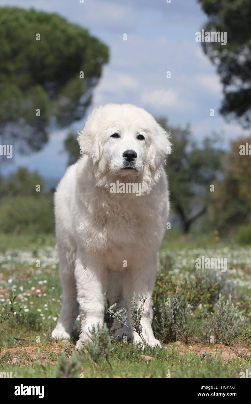 Polonais de Podhale chien / montagne Tatra Sheepdog / permanent adultes Podhale Banque D'Images