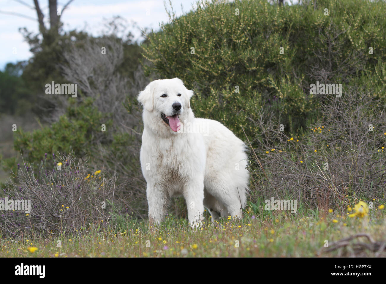 Polonais de Podhale chien / montagne Tatra Sheepdog / permanent adultes Podhale Banque D'Images